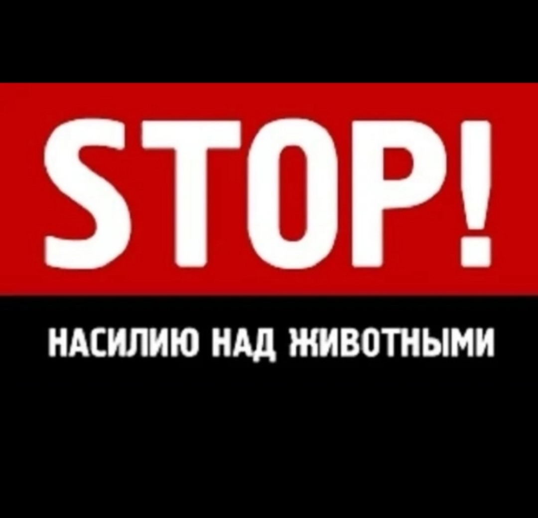 Найдена собака в Ступине — фото объявления