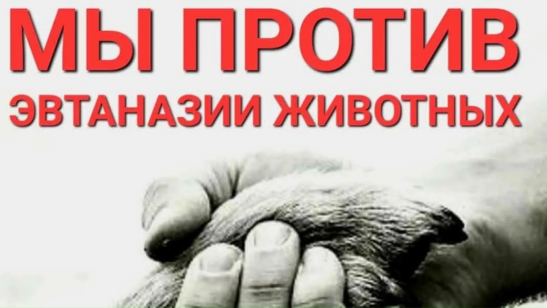 Найдена собака в Ухте — фото объявления