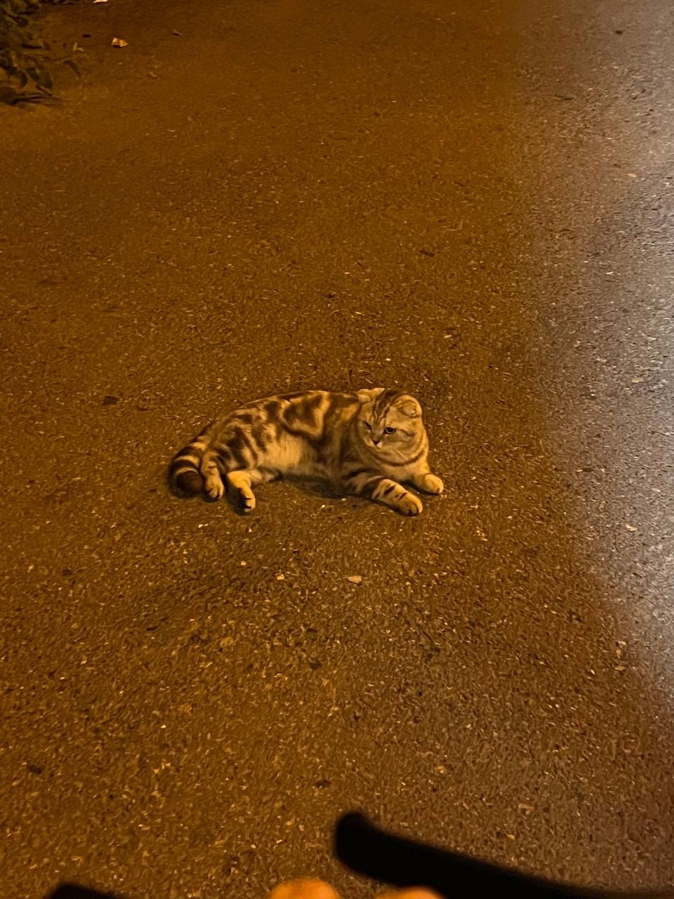 Найдена кошка в Екатеринбурге — фото объявления
