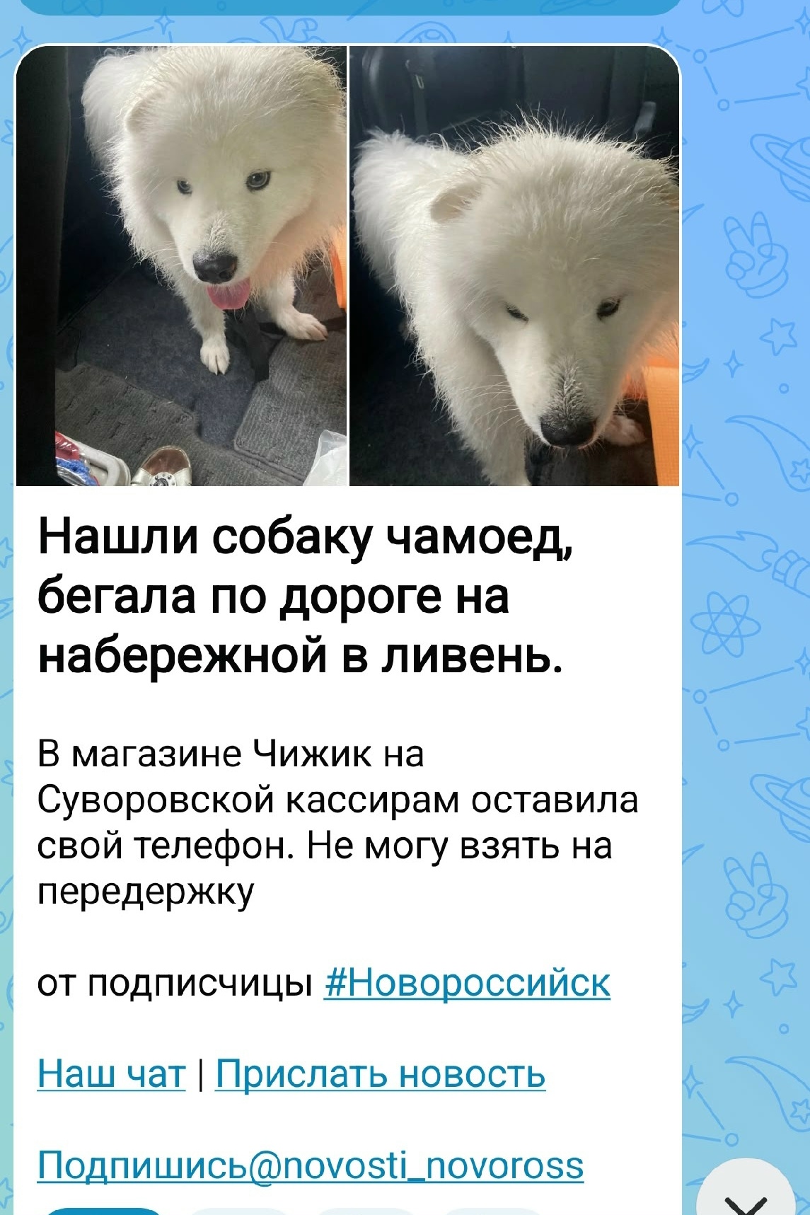 Найдена собака в Новороссийске — фото объявления