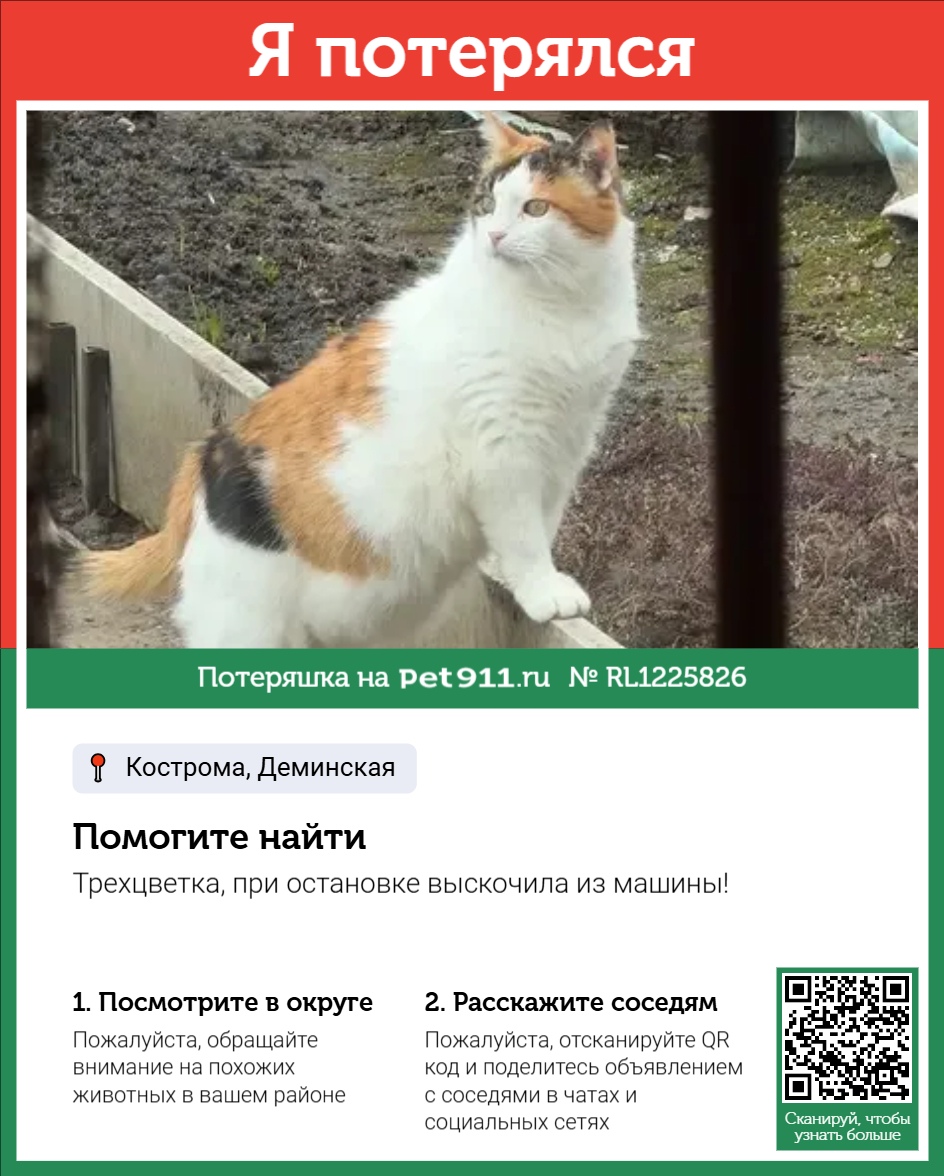 Найдена кошка в Костроме — фото объявления