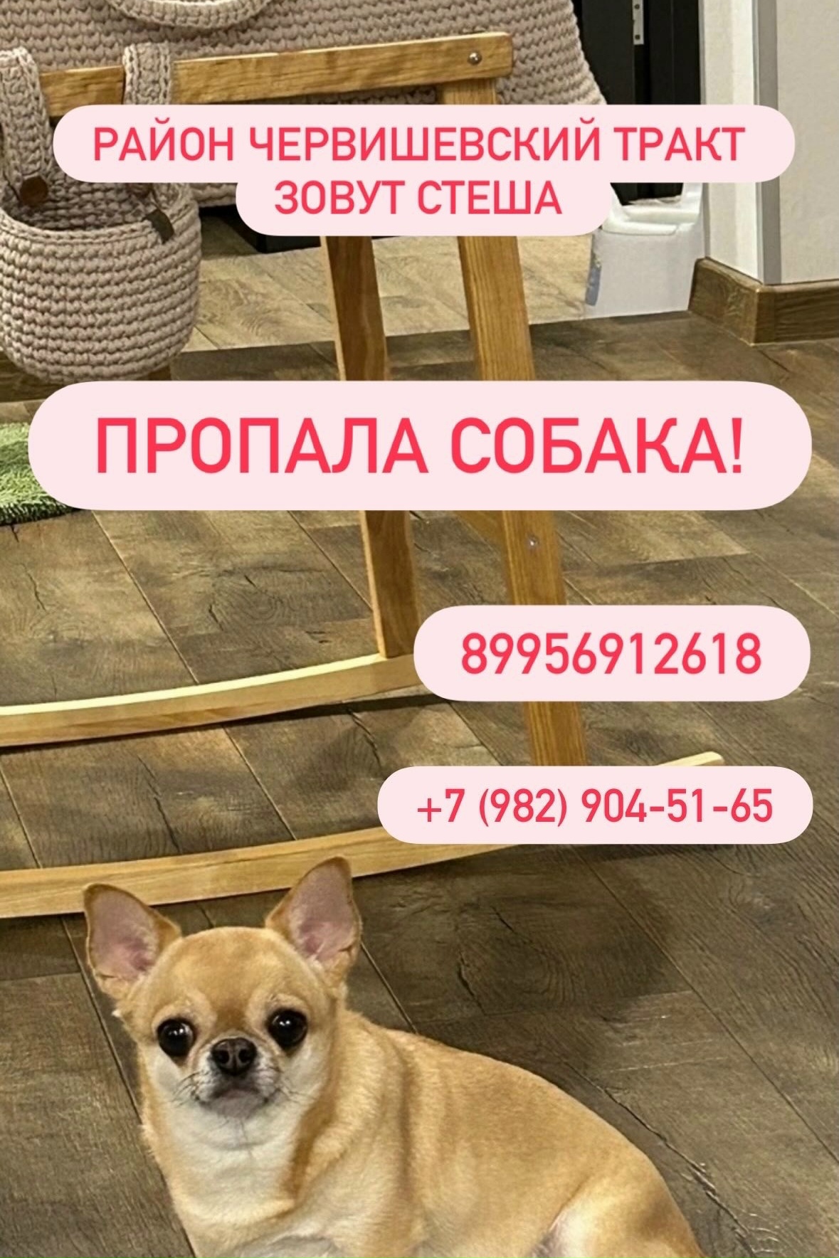 Объявление о питомце в Одинцове — фото объявления