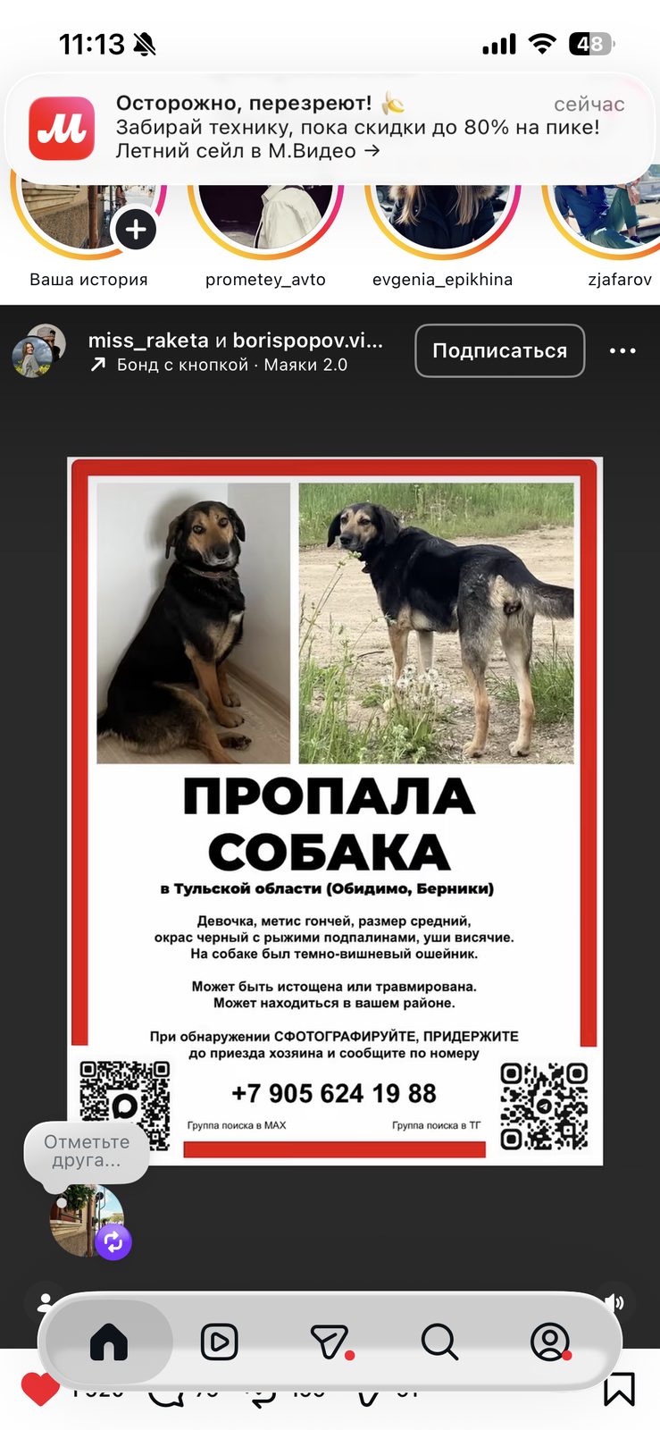 Пропала собака в Туле — фото объявления