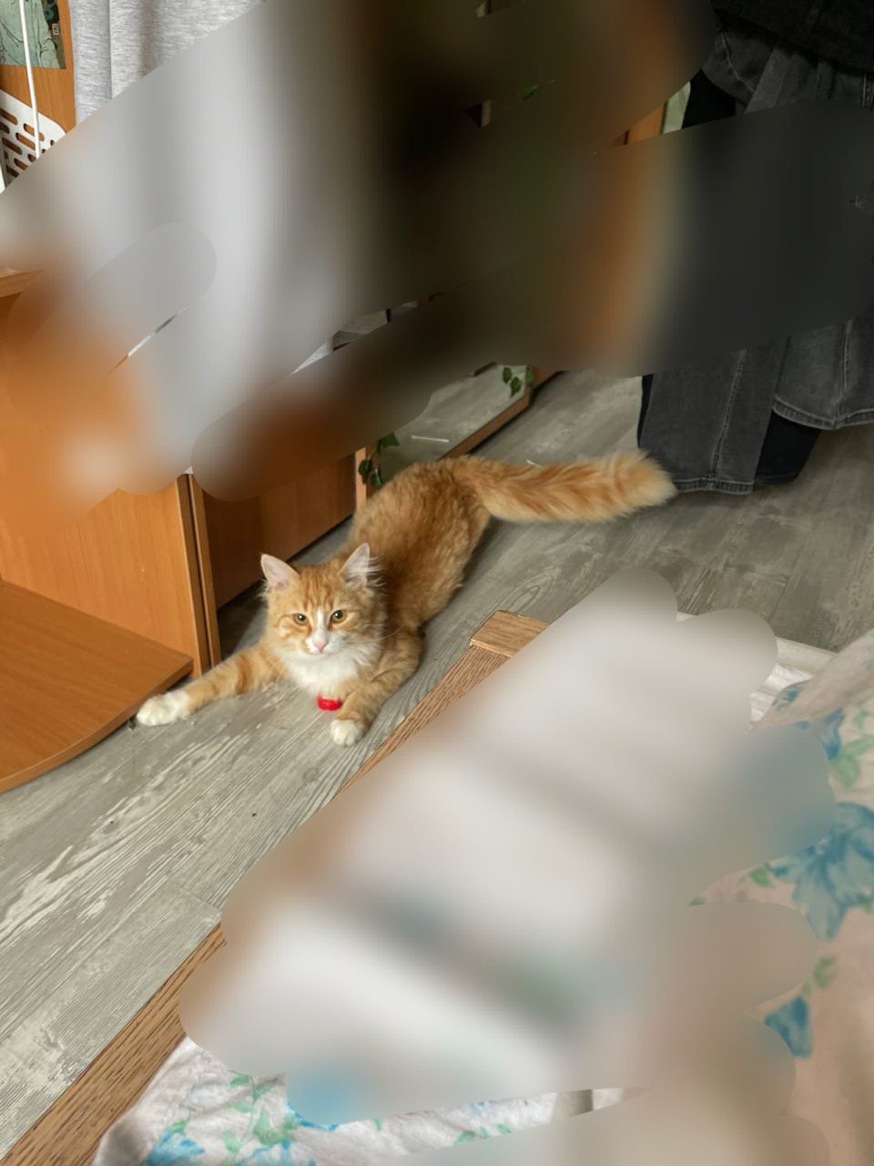 Пропала кошка в Сестрорецке — фото объявления