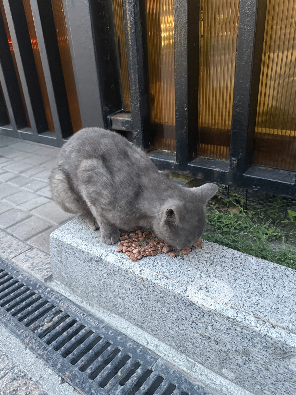 Найдена кошка в Москве — Серая пугливая кошка/кот