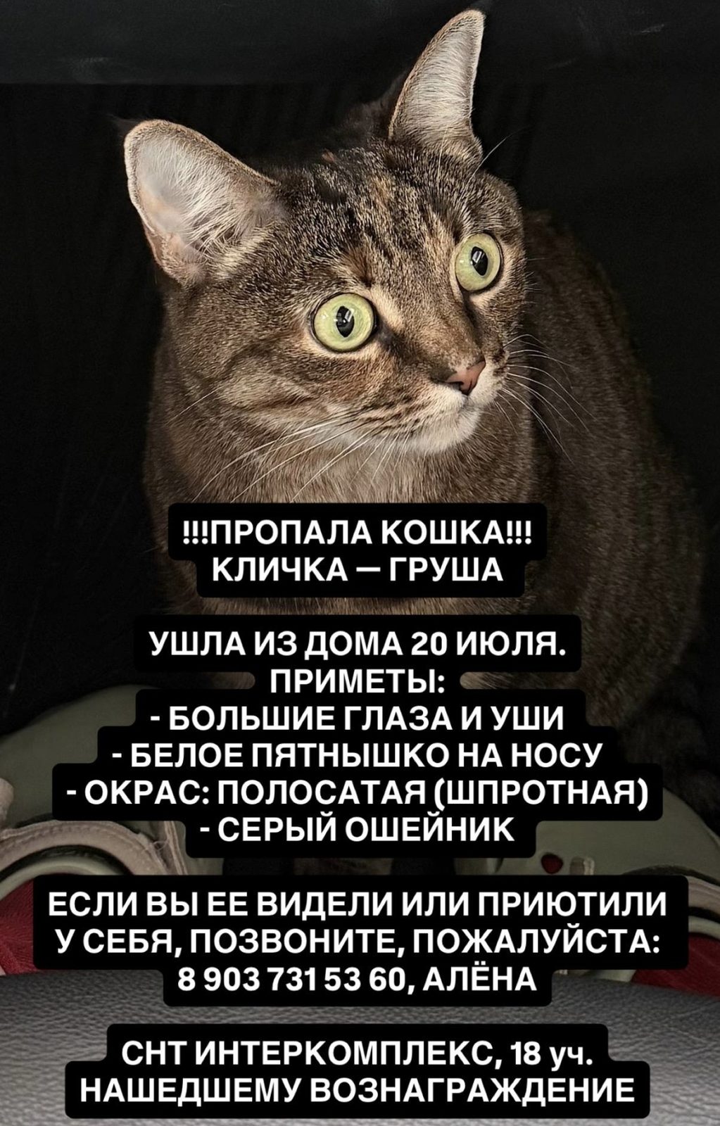 Пропала кошка в Всеволожске — фото объявления