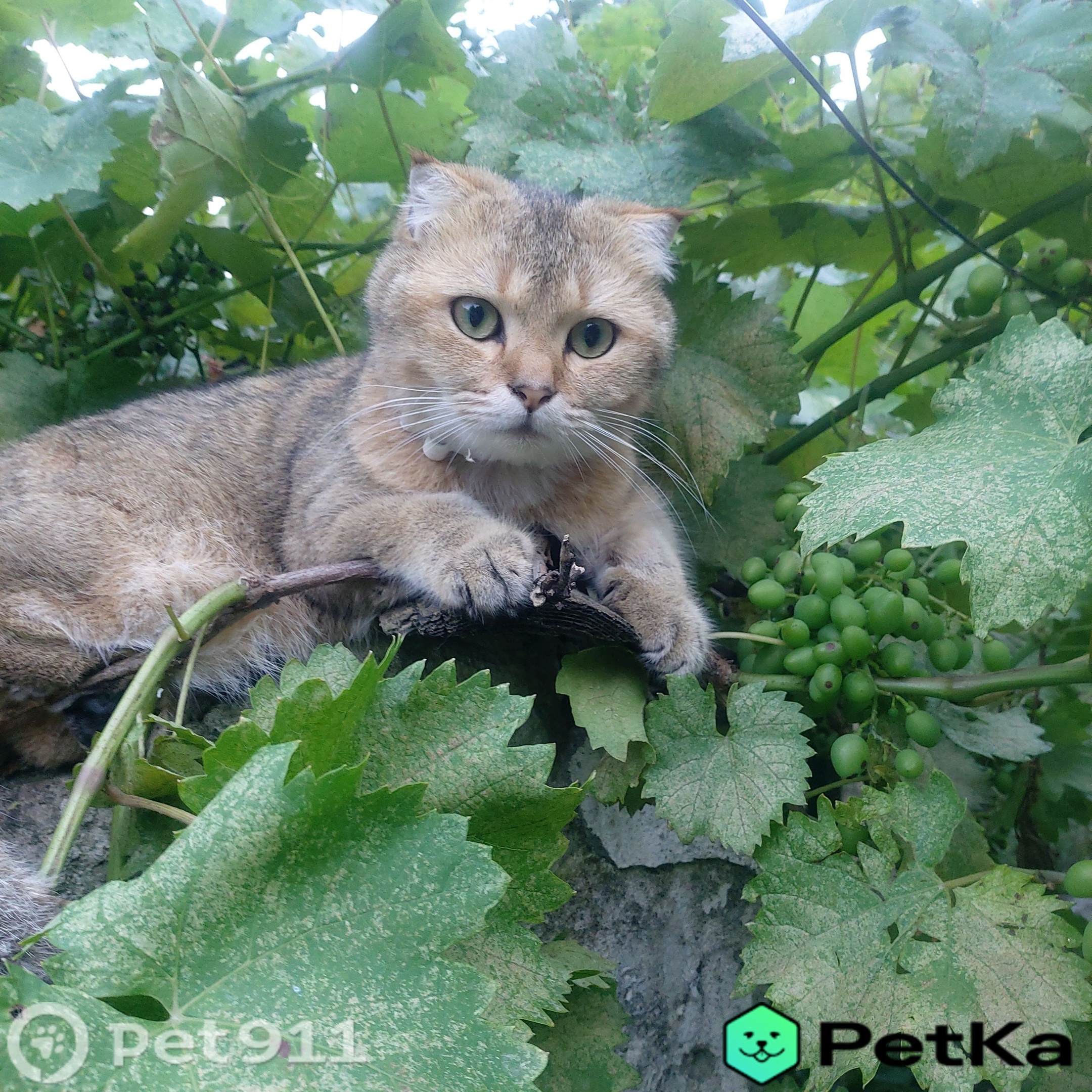 Найдена кошка в Нальчике — фото объявления