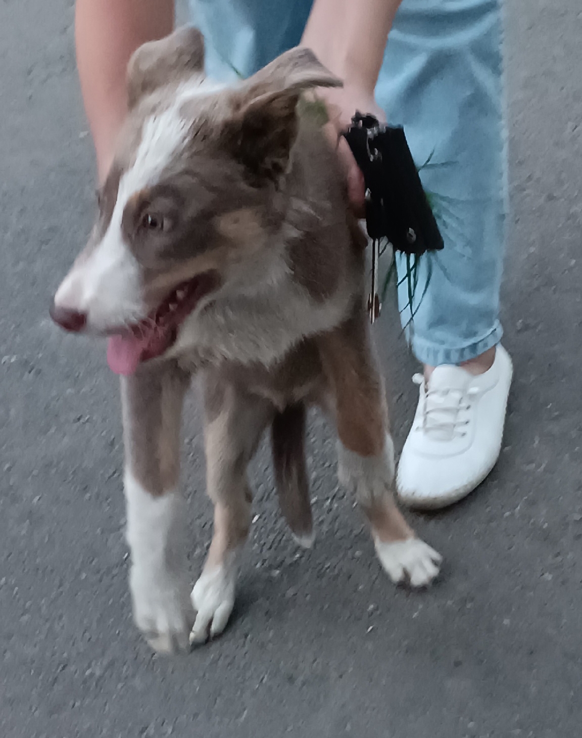 Найдена собака в Энгельсе — фото объявления