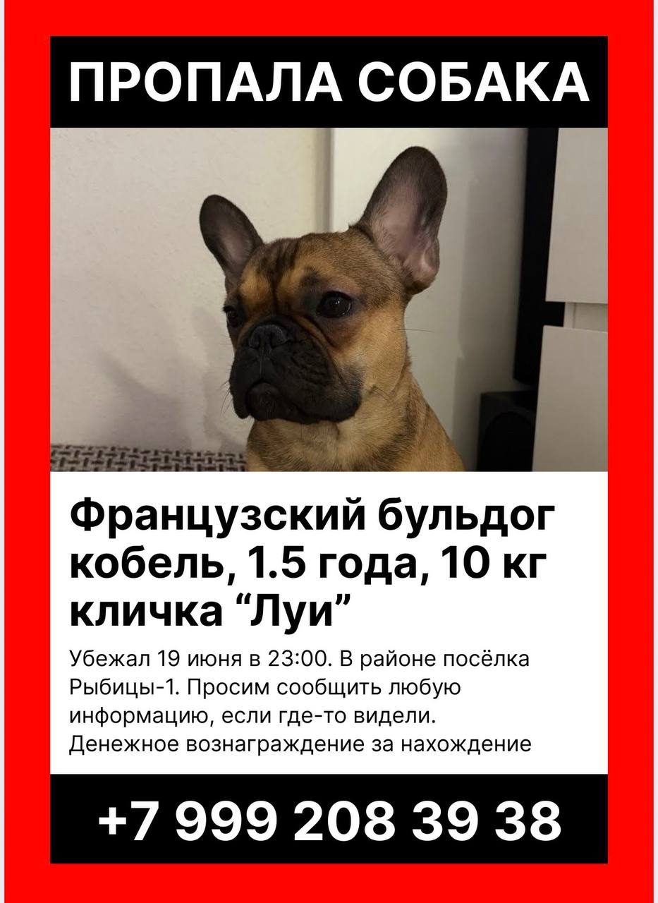 Пропала собака в Гатчине — фото объявления