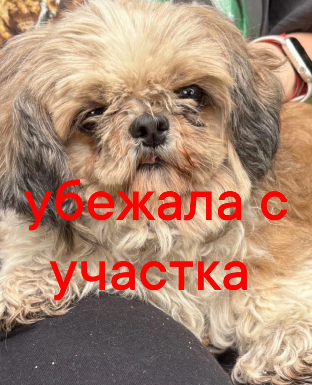 Пропала собака в Одинцове — фото объявления