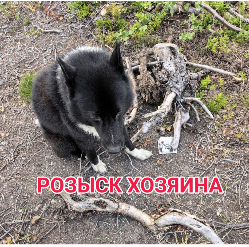 Найдена собака в Мурманске — фото объявления
