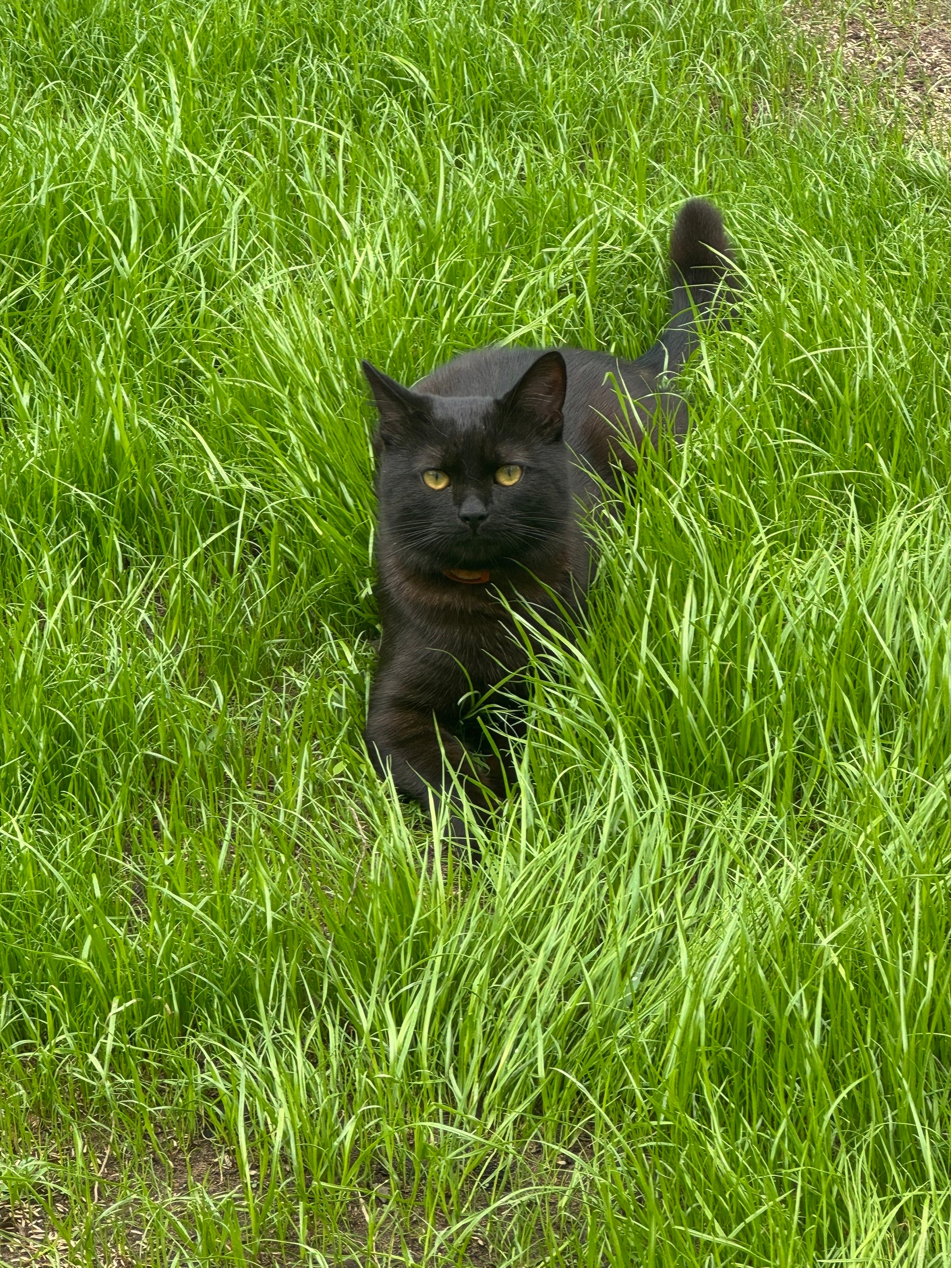 Найдена собака в Ногинске — фото объявления
