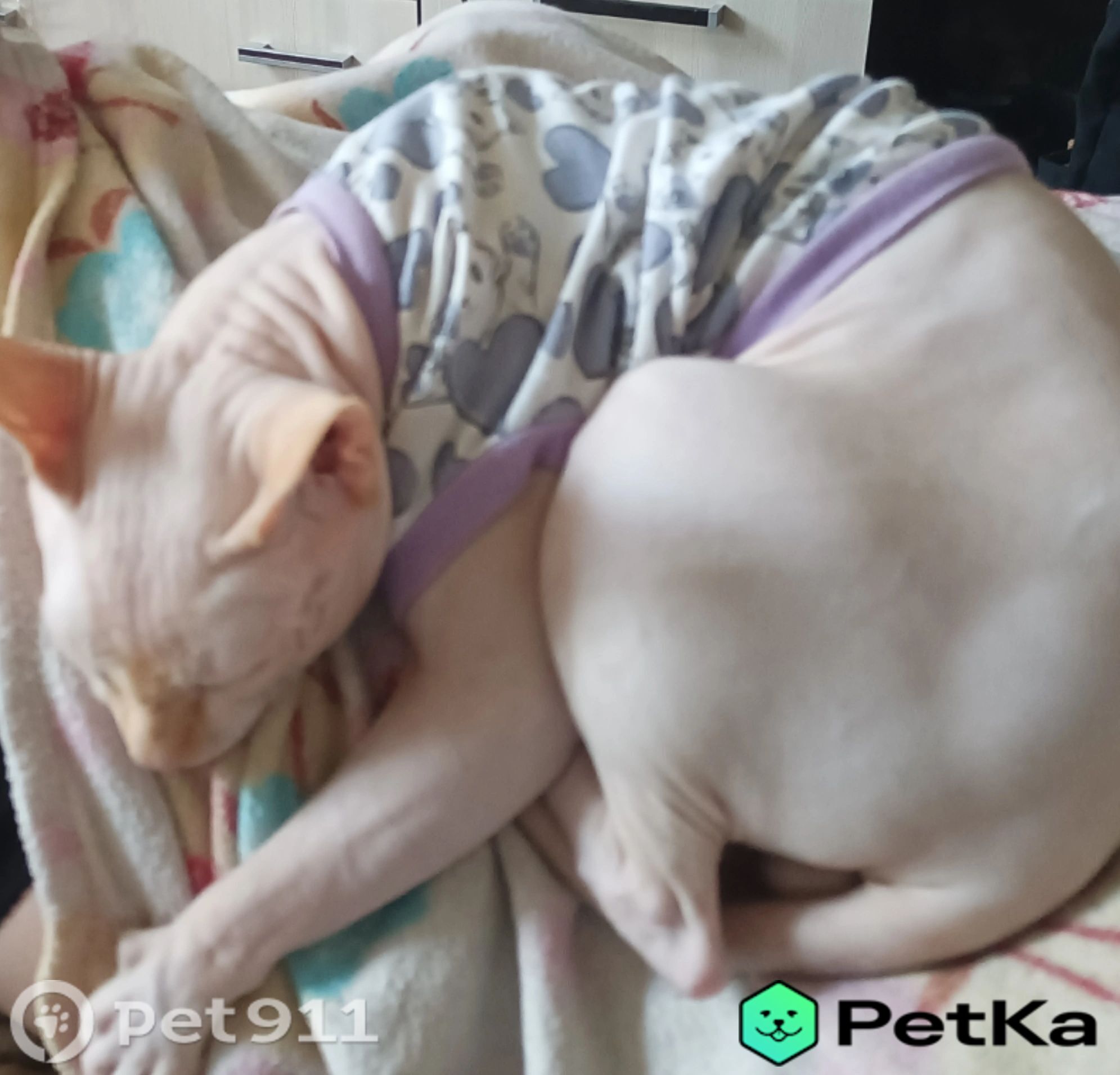 Найдена кошка в Пензе — фото объявления