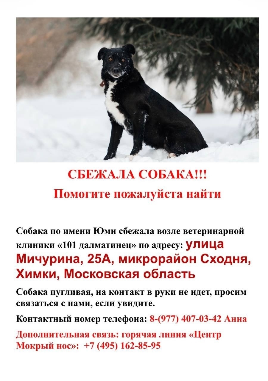 Пропала собака в Химках — фото объявления