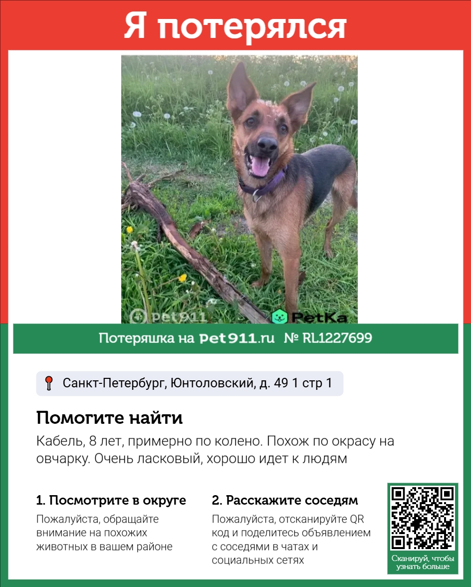 Найдена собака в Кудрове — фото объявления