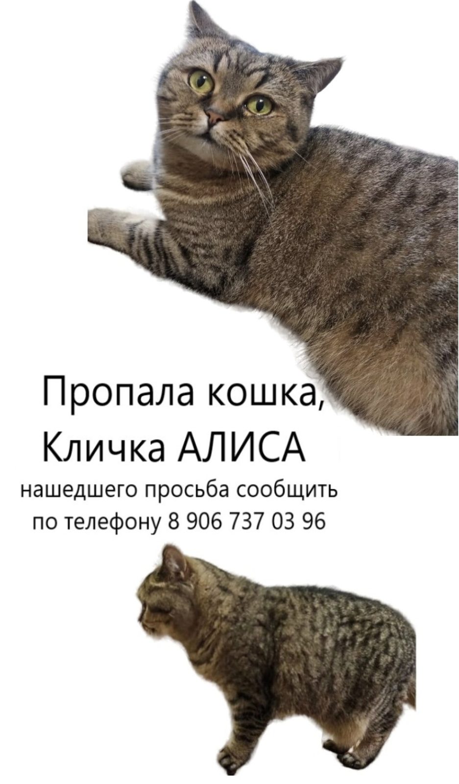 Пропала кошка в Москве — фото объявления