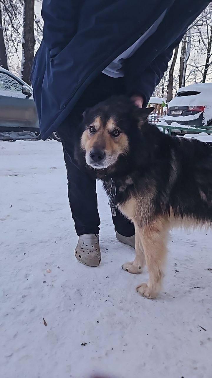 Пропала собака в Химках — фото объявления