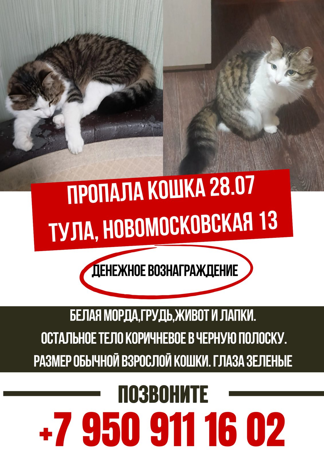 Пропала кошка в Туле — ‼️28.07 ПРОПАЛА КОШКА ‼️Тула, Новомосковская 13