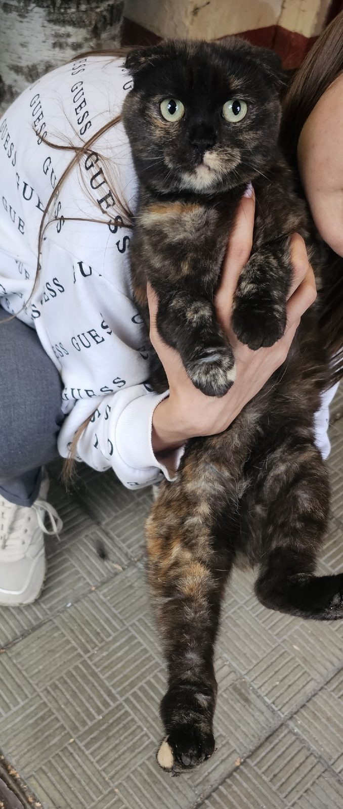 Найдена кошка в Подольске — Подольск. Найдена кошка шотландка, черепахового окраса