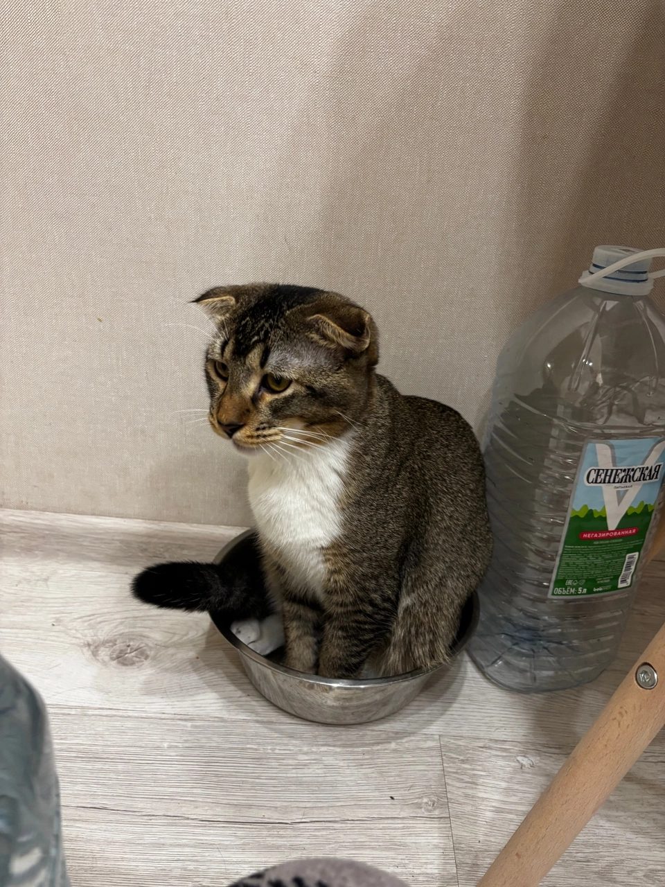 Пропала кошка в Москве — фото объявления