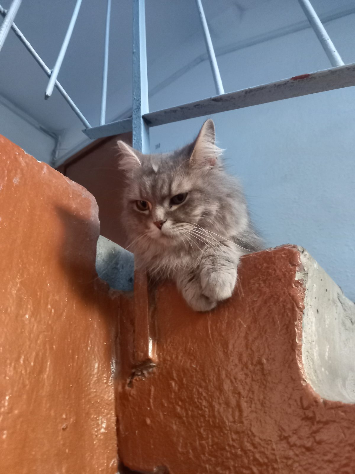 Найдена кошка в Тюмени — фото объявления
