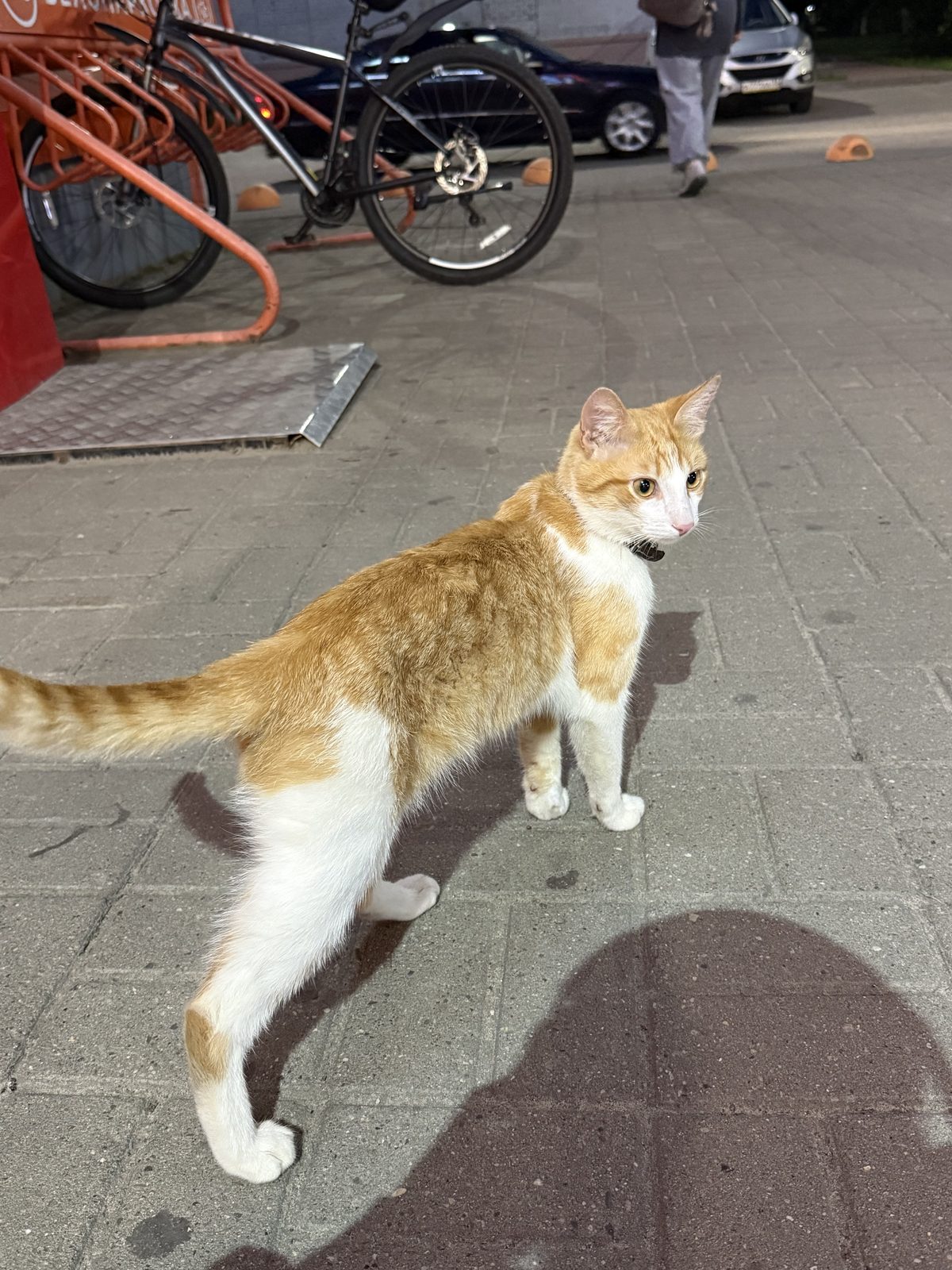 Найдена кошка в Коврове — Замечена рыжий котейка.