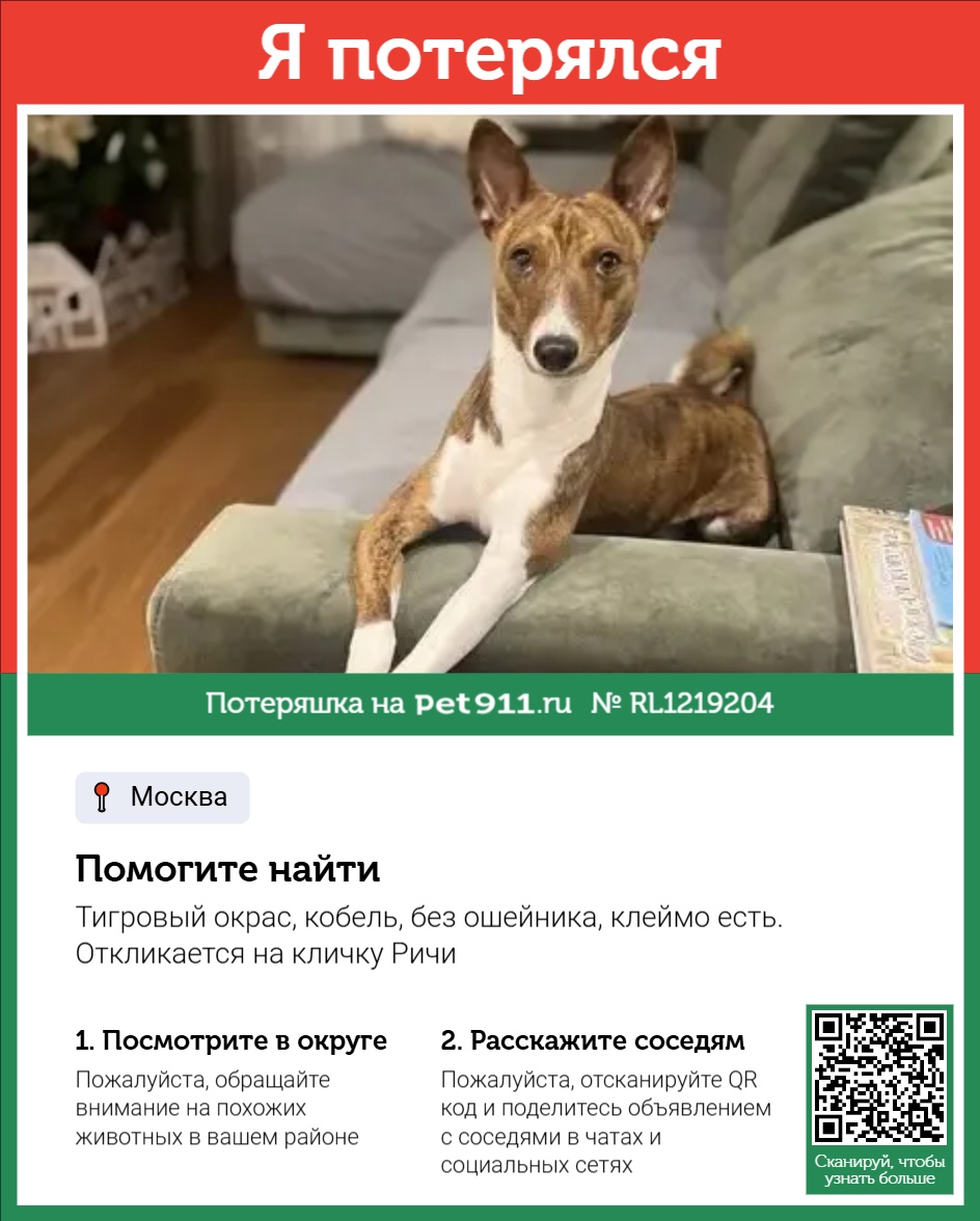 Найдена собака в Сызрани — фото объявления