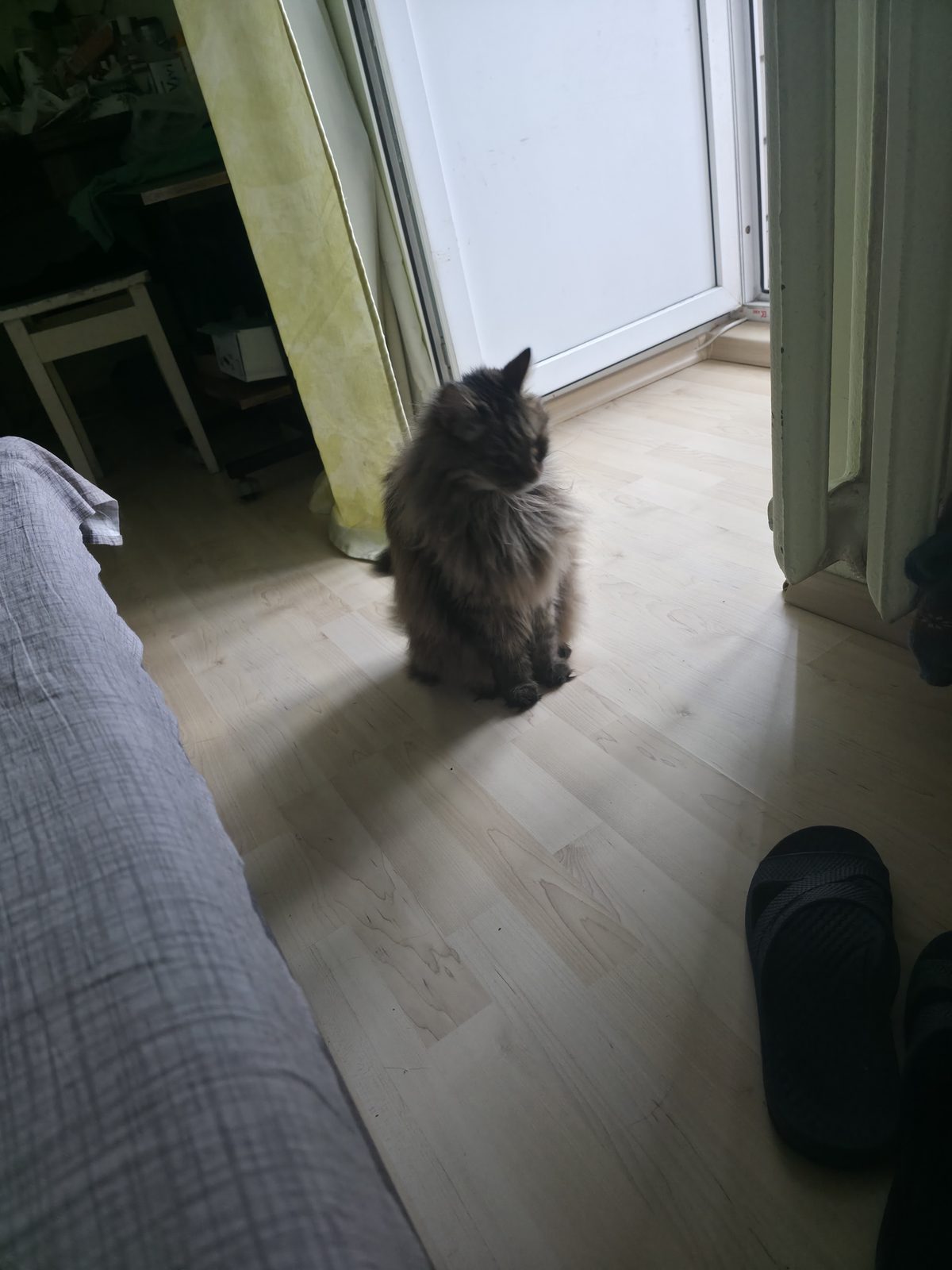 Пропала кошка в Ижевске — Срочно! Пропал кот