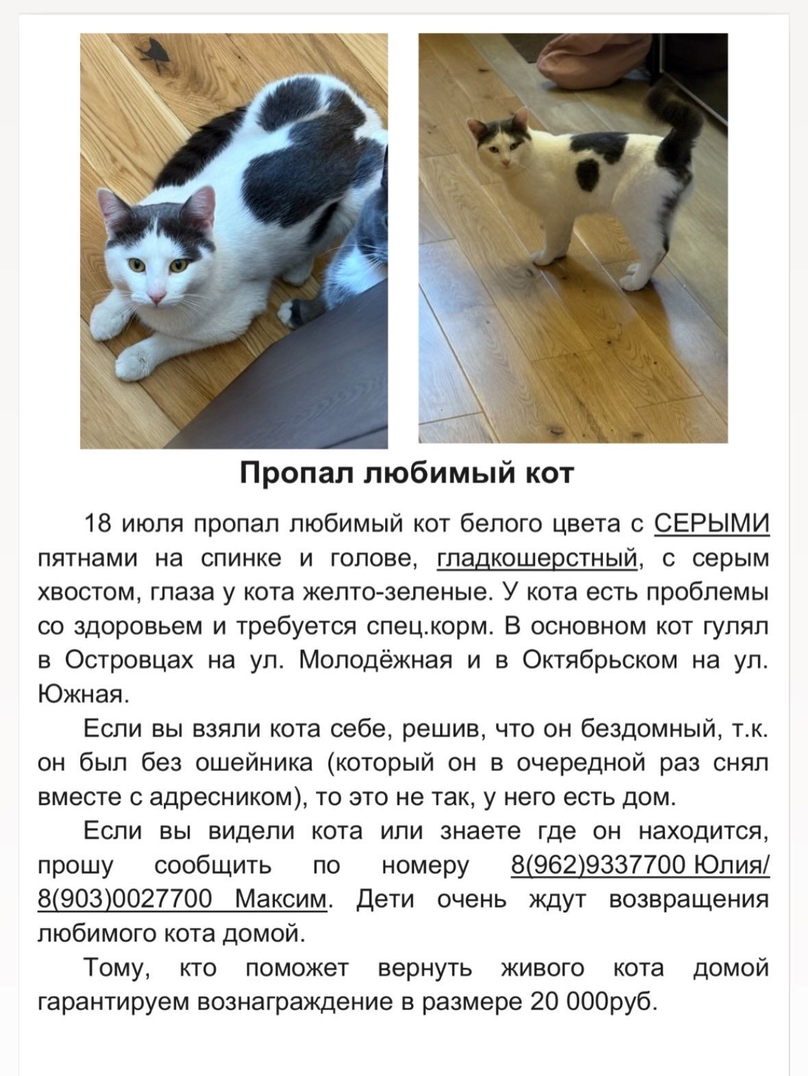 Пропала кошка в Октябрьском — фото объявления