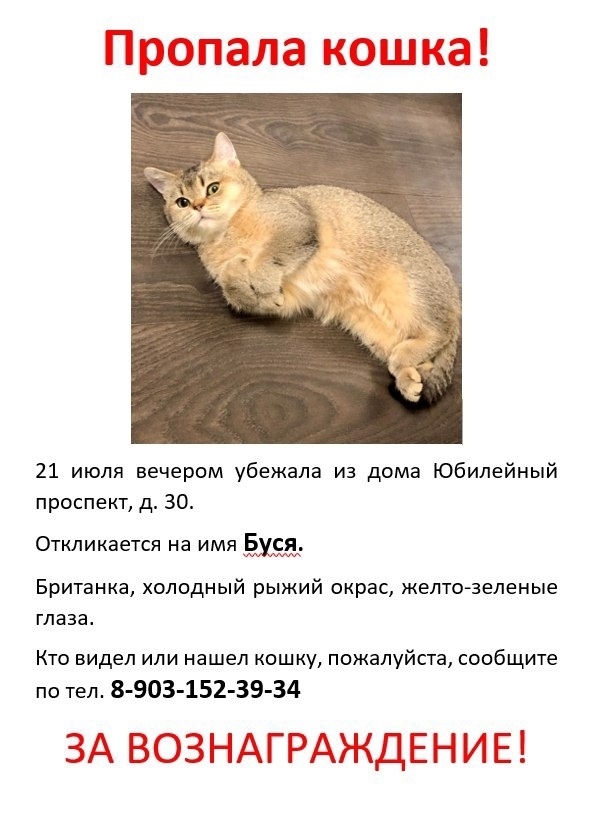 Найдена собака в Химках — фото объявления