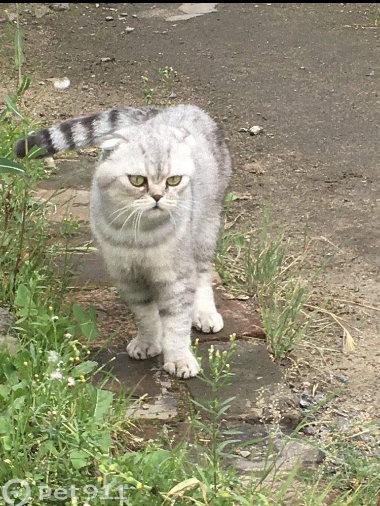 Пропала кошка в Омске — фото объявления