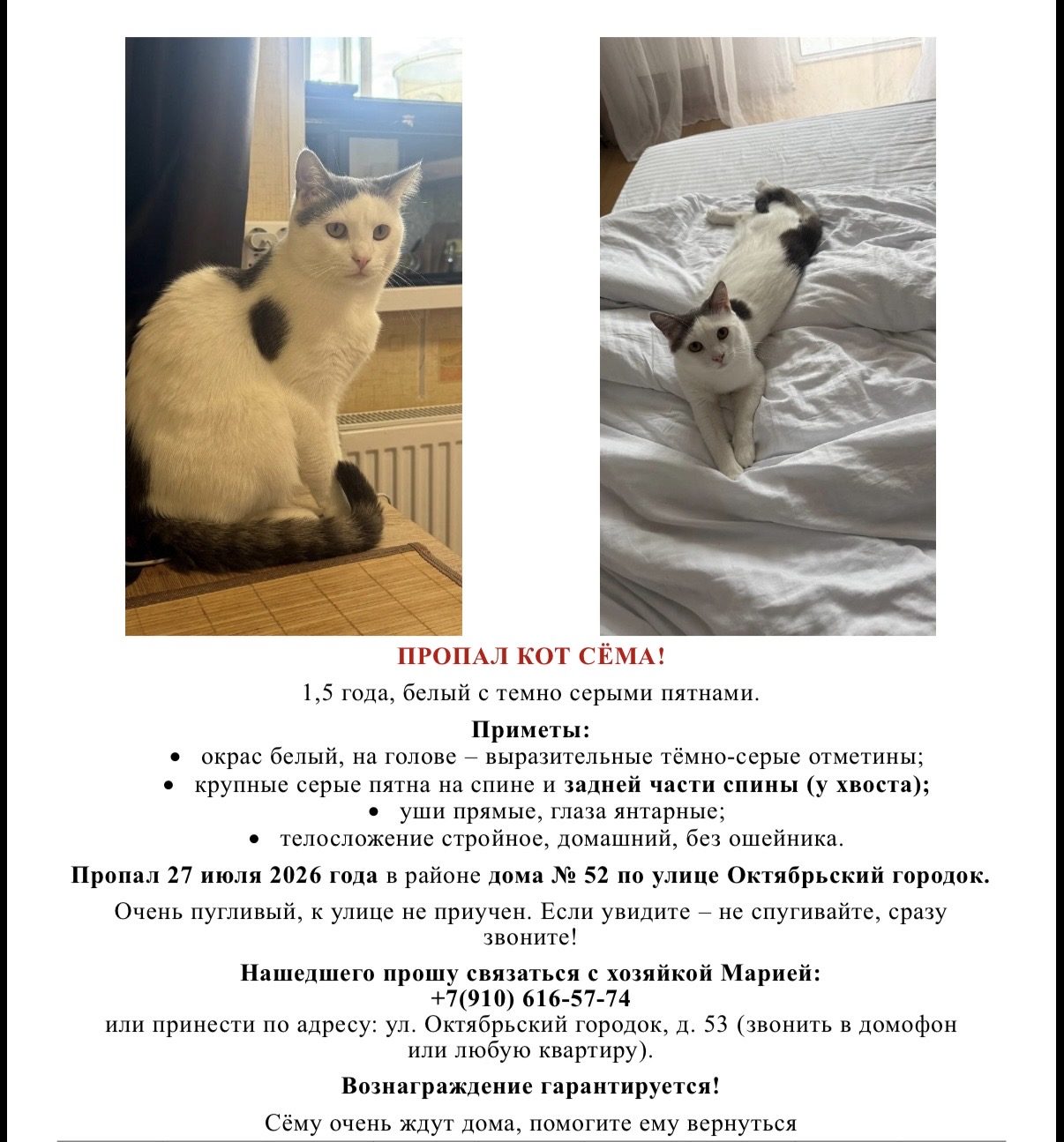 Пропала кошка в Рязани — фото объявления