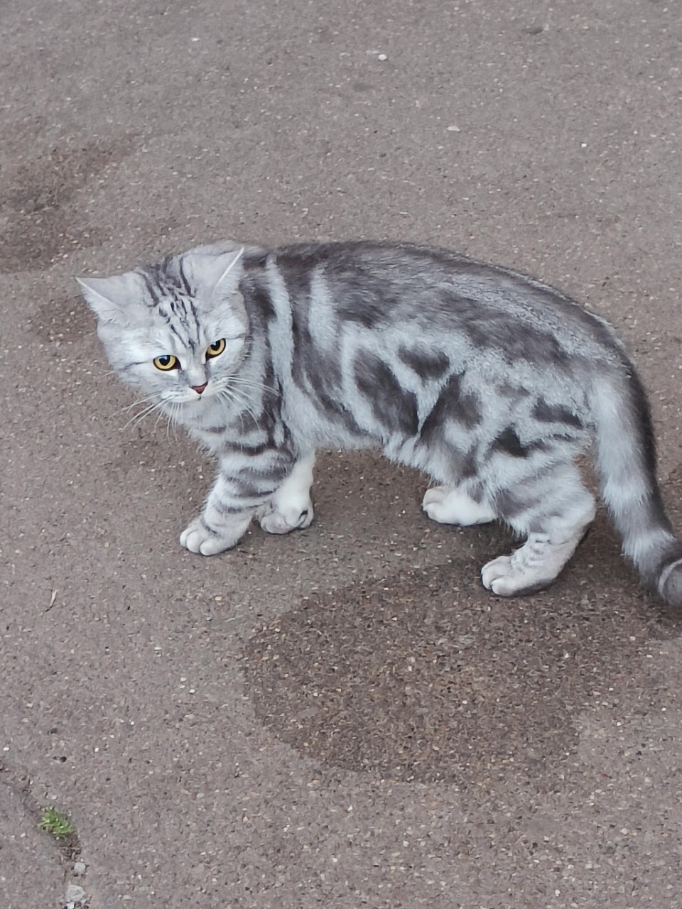 Найдена кошка в Нижнекамске — фото объявления