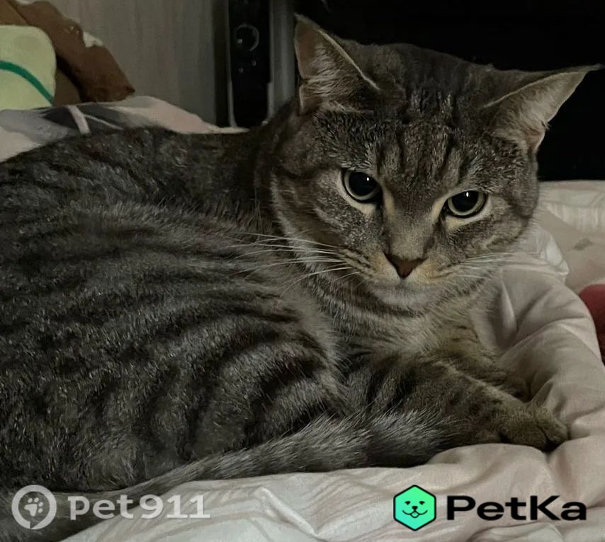 Найдена кошка в Кудрове — фото объявления