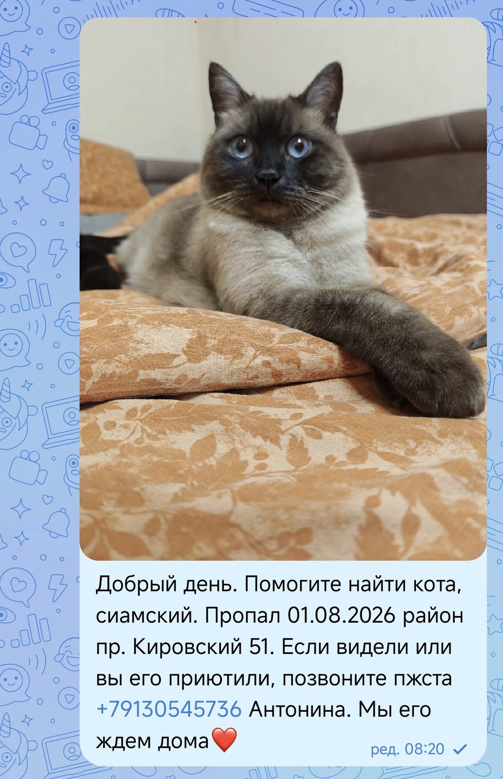 Пропала кошка в Волхове — фото объявления