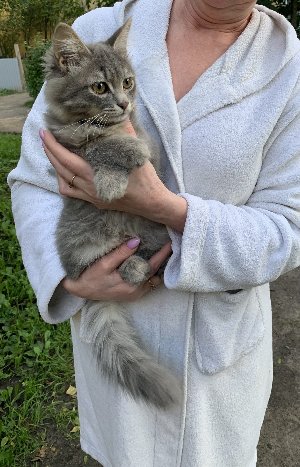 Найдена кошка в Нижнем Новгороде — Подкинули котенка