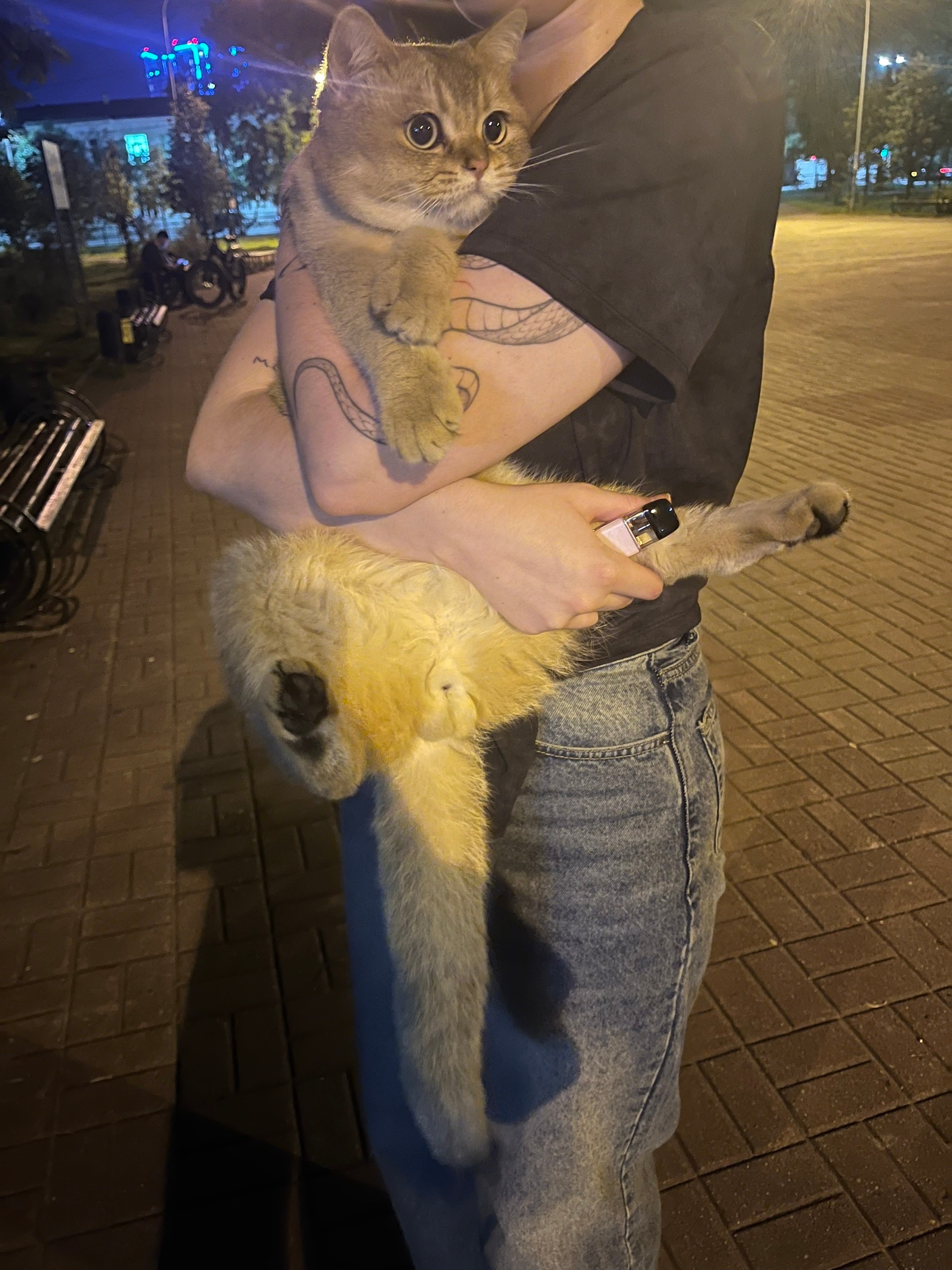Найдена кошка в Калуге — фото объявления
