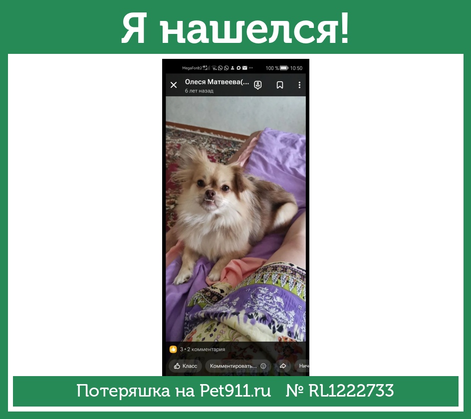 Найдена собака в Нальчике — фото объявления