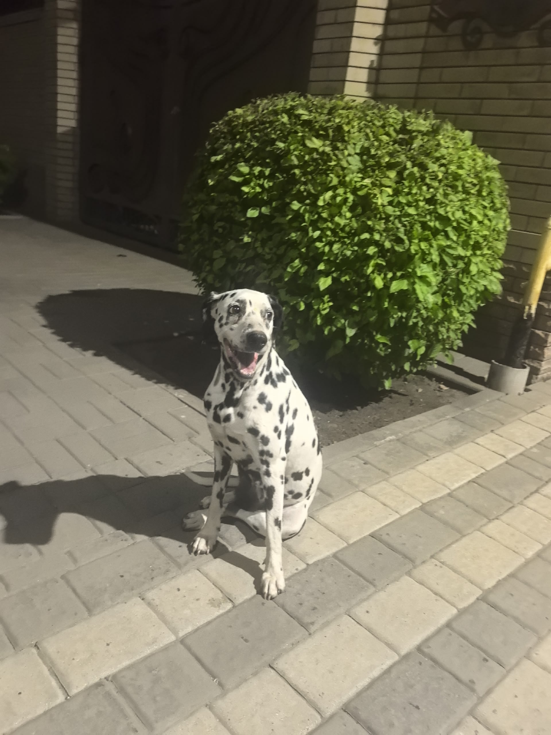 Найдена собака в Таганроге — фото объявления
