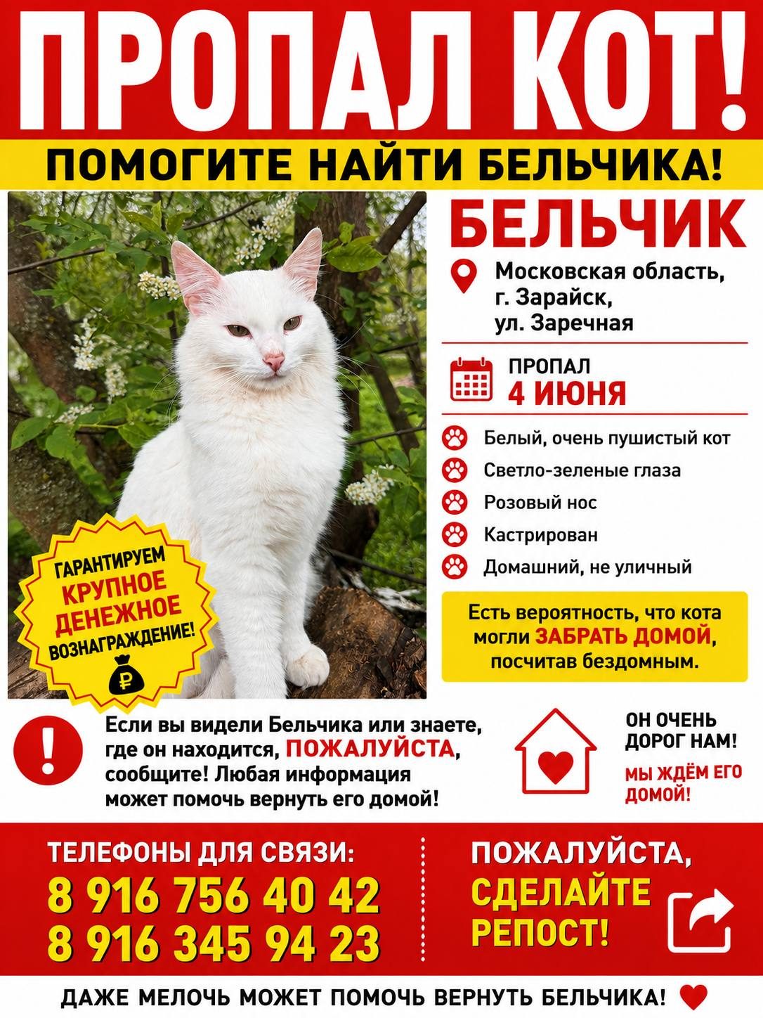 Пропала кошка в Зарайске — фото объявления