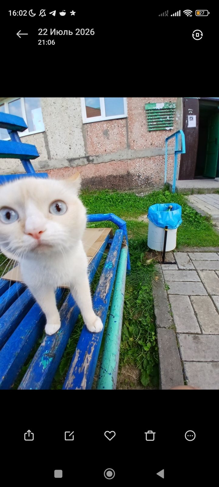 Пропала кошка в Урае — фото объявления