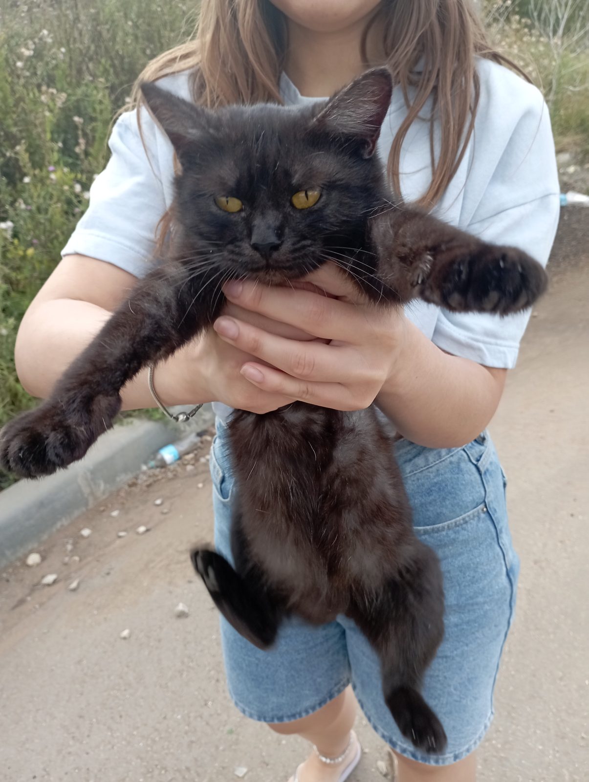 Найдена кошка в Самаре — Чёрная кошка
