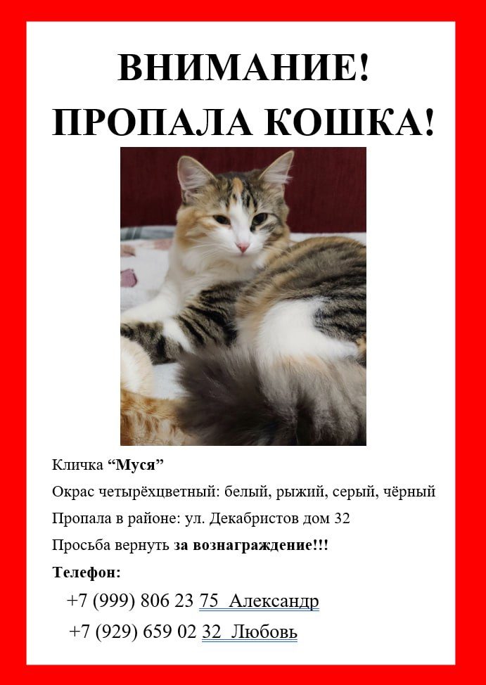 Пропала кошка в Москве — фото объявления