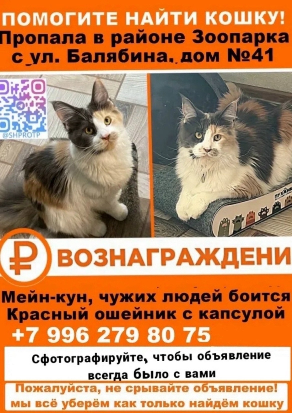 Найдена собака в Чите — фото объявления