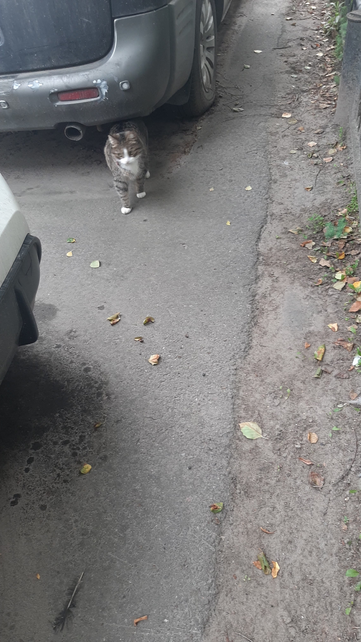Найдена кошка в Архангельске — фото объявления