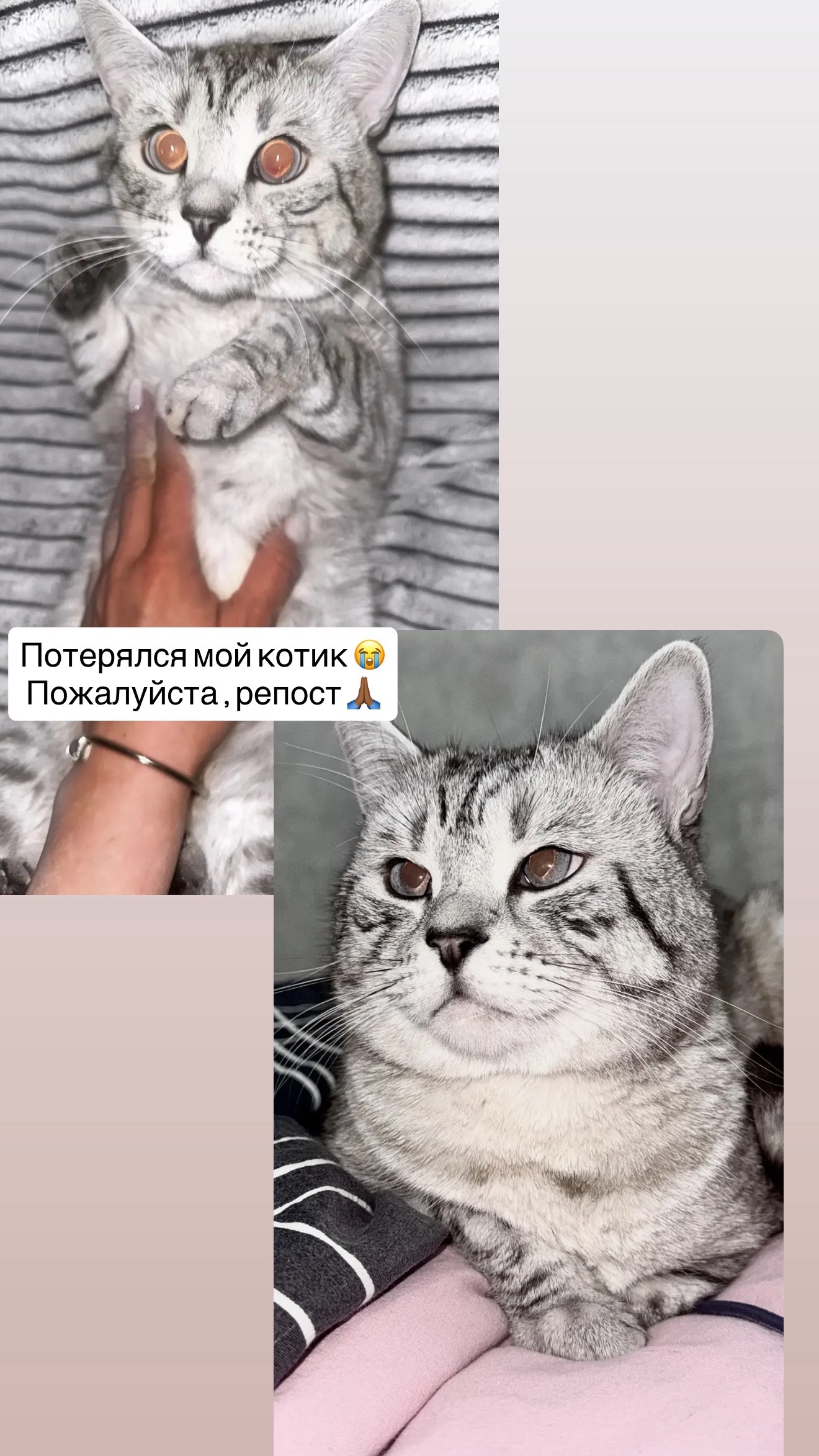 Объявление о питомце в Златоусте — фото объявления