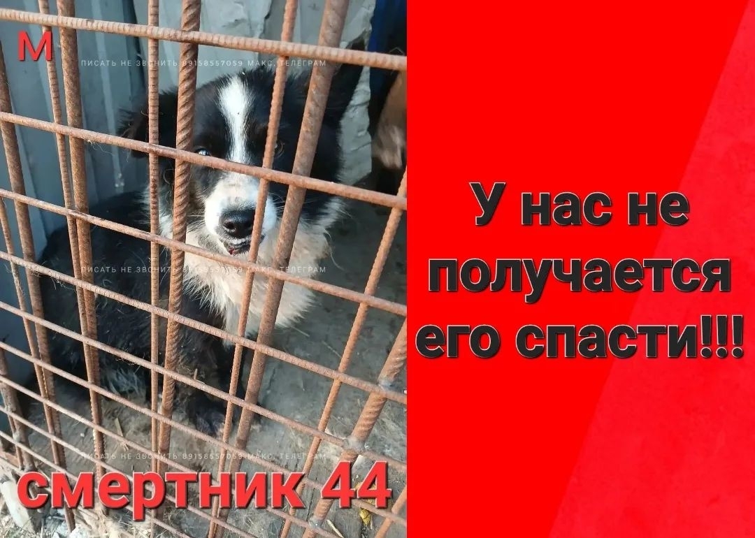 Найдена собака в Троицке — фото объявления