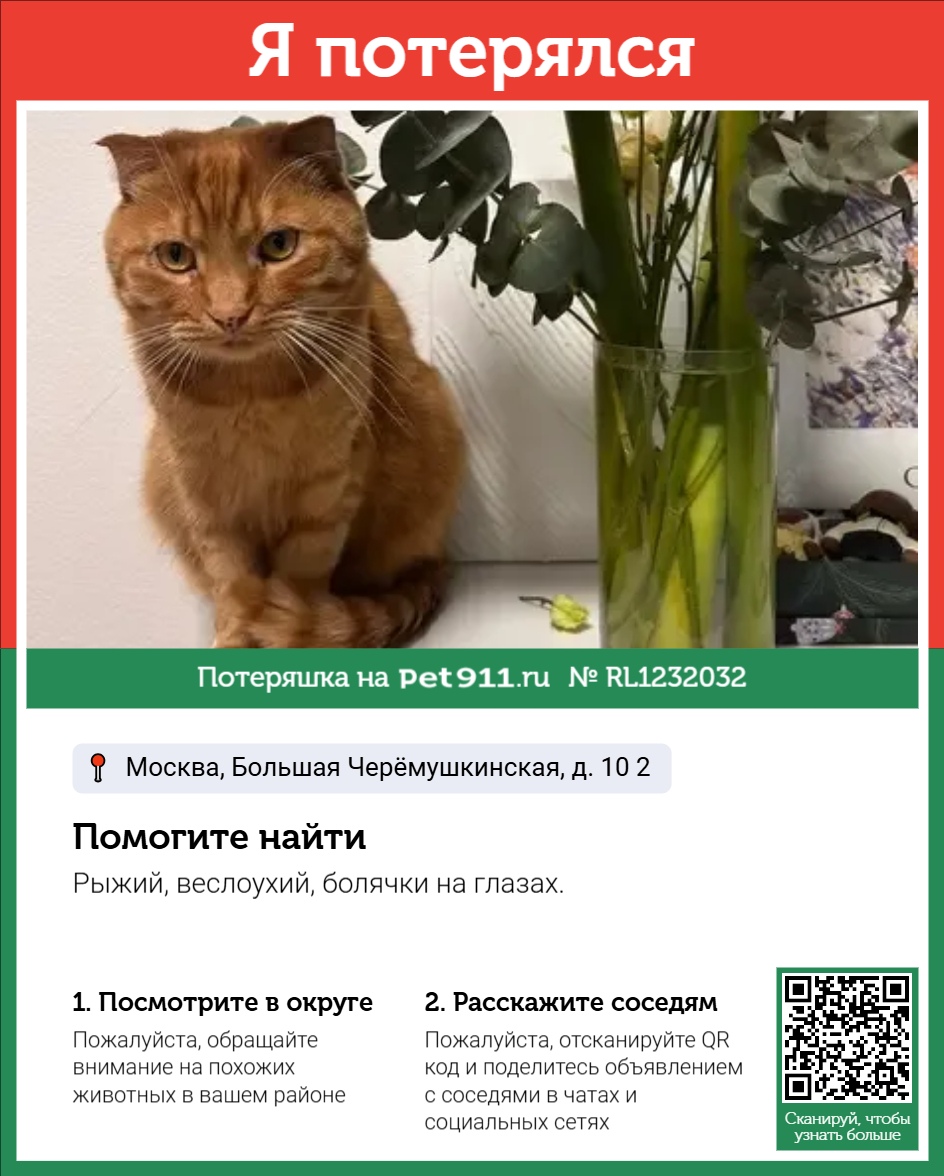 Найдена кошка в Майкопе — фото объявления