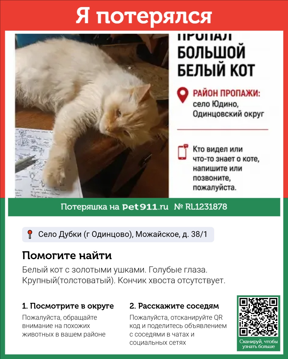 Найдена кошка в Петропавловске-Камчатском — фото объявления