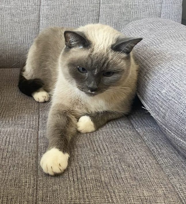 Пропала кошка в Талдоме — фото объявления
